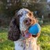 Jesse, das Herrl von Thomas (@thomaspoebel) Twitter profile photo Jesse, das Herrl von Thomas (@thomaspoebel) Twitter profile photo