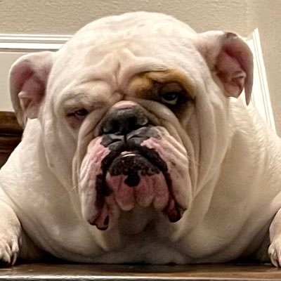 Be stubborn, be comfy, be loyal, and for heaven's sake, take your naps seriously.
