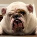Logical Bulldog (@logicalbulldog) Twitter profile photo Logical Bulldog (@logicalbulldog) Twitter profile photo