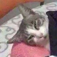 _catfish_axolot's profile picture. AFAB/🇲🇽/he/him/18
public account and about my life :https://t.co/OlMXYEfzNr