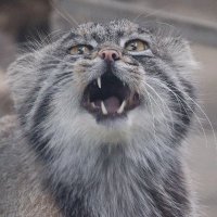 マヌルすい (@nozakisui) Twitter profile photo