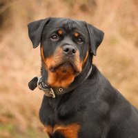 Rottweiler Lovers Club (@rottweiler19932) 's Twitter Profile Photo