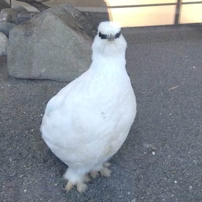 karinrico's profile picture. 【人は人自分は自分】 2025/06/20介護業務について某新聞社撮影&ｲﾝﾀﾋﾞｭｰされた。香香.暁暁．蕾蕾共TV局にｲﾝﾀﾋﾞｭｰされた。ﾊﾟﾝﾀﾞは好きだけど、1番はｽﾊﾞｰﾙﾊﾞﾙﾗｲﾁｮｳ大好き❤️文鳥ｾｷｾｲ小桜ｼﾞｭﾘｱﾗｲﾄｷﾝｸﾏｱﾏｶﾞｴﾙ飼育中.今は障害者GHの単発介護中心に稼働中。