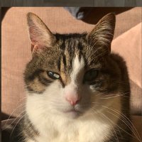 Mr Jasiu 🐾 (@mrjasiu2009) 's Twitter Profile