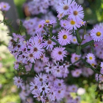 Wangai_Anna's profile picture. 