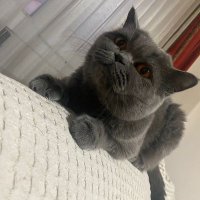 Osman Murad KARAKEÇİLİ (@malkocbeg) 's Twitter Profile