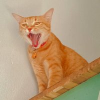 Mow Mow (@tontonmow) 's Twitter Profile
