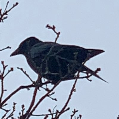 HShvili's profile picture. חצי מזרחי, 100% נגד הכיבוש. הומניסט ופמיניסט. 🚴‍♂️. ירושלמי לשעבר עם שורשים בחיפה וכרם התימנים, עכשיו בהולנד. BA בהיסטוריה, MSc, PsyD בפסיכולוגיה, ally🏳️‍🌈