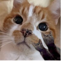Freckles (2023), Feather & Echo (@boyfreckly) 's Twitter Profile Photo Freckles (2023), Feather & Echo (@boyfreckly) 's Twitter Profile Photo