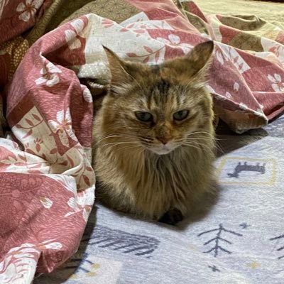 199ezpgSNi91145's profile picture. 漫画→ヒロアカ💚推し→死柄木💜心操💜 常闇🩵ゲーム→Fate/GO 原神 歌はボーカロイドを中心に聴いています❣️猫2匹家族です！猫好き💕 料理もするよ！※エロ垢 外人垢ＮＧ DM❌