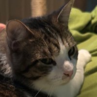 SuperiorImmortal (@superimmortal) 's Twitter Profile