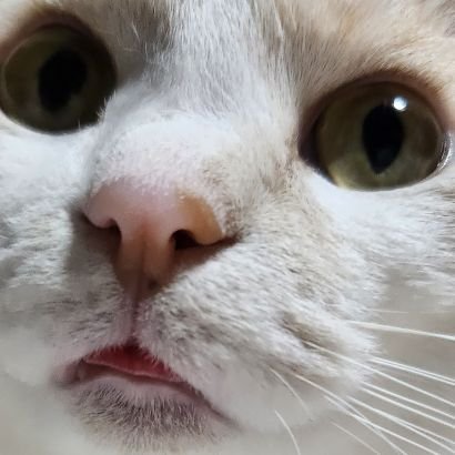 tocorotennn's profile picture. 白内障の狆ズーとお転婆な元保護猫だけが家族のメンヘラ。色々な日頃の想いをはきだしてます。Gong Yoo氏推し中ですが、ずっとつよぽん💛です。
