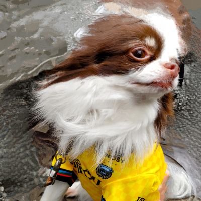 ピカ王子⚽🐬さんのプロフィール画像