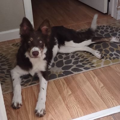 Mooshpod's profile picture. 