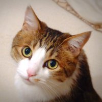 je2wya(わや) (@je2wyaqrp1w) Twitter profile photo