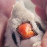kinkadanshi's profile picture. ジャンボキンカたちとの生活や飼い主の思ったことなど呟いていきます。
家庭菜園もはじめました🥦
モンハン、ブログ、YouTube、TikTokもやってます。
https://t.co/tNZ2aroHlj