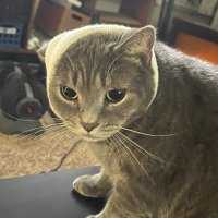 Thundergoaty ๐บ๐ธ (@thundergoaty) 's Twitter Profile