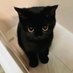 ねこ (@ciawpurrcino) Twitter profile photo ねこ (@ciawpurrcino) Twitter profile photo