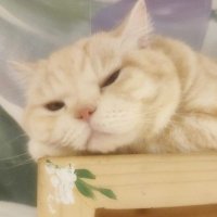 れい/ロマンティックアセクシャル (@a6v0r77) 's Twitter Profile