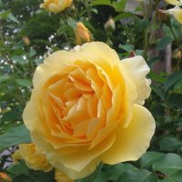 Sharon B (@sharonburn83187) 's Twitter Profile