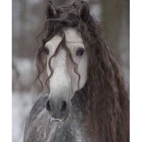 حلا (@hala_alsmadi) Twitter profile photo