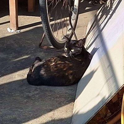 da_qiu502's profile picture. 