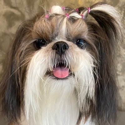 ShihTzuSol's profile picture. The Shih Tzu is a small dog breed that originated in China. Known for their friendly and affectionate nat
Ca :
2EmANe4U7Gh9GNMRhC2EjLYUeyHBjVwYdVgkF1iN4Bvt