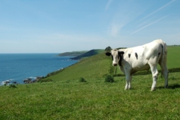 Tucked away on the South Devon coast, our 7 holiday cottages are in the heart of our working organic dairy farm yet only a few minutes walk from the coast path.