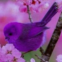 Lila (@_lila2_) 's Twitter Profile Photo Lila (@_lila2_) 's Twitter Profile Photo