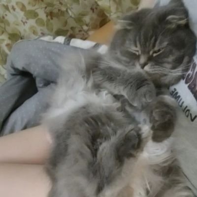 xiaoroubaobao11's profile picture. 无。