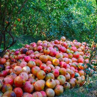 Rahmani124421's profile picture. nothing