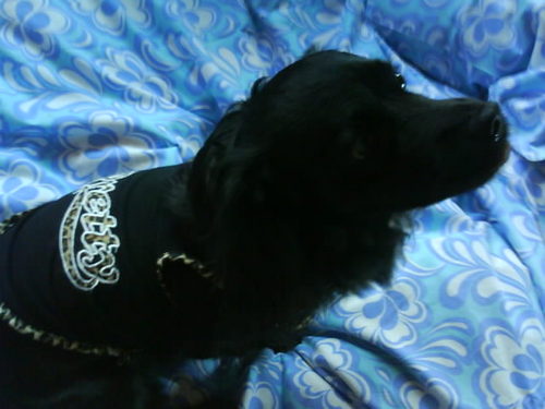 Ruby_Baby2's profile picture. My name is Ruby and my Idol is Boo everybody says he is the sweeties dog on the world ! i think the same ! KISS WUFF