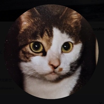 筒姫（猫化）さんのプロフィール画像