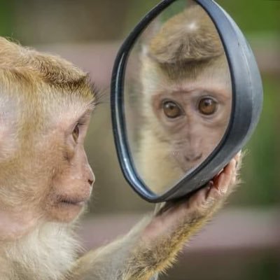 xxxGUIZINxx's profile picture. monkey see monkey do