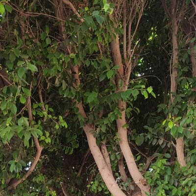 طبيب اسنان وطالب ماجستير إدارة مستشفيات
احب كرة القدم ومتابع جيد لها واحب متابعه الاخبار واعشق الشعر الجاهلي والحديث