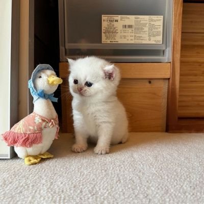 nunchimmy's profile image