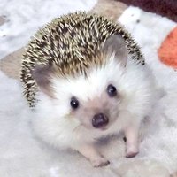 ちりすけ (@tirisuke824) 's Twitter Profile Photo