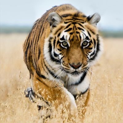 izzetEksin1976's profile picture. 