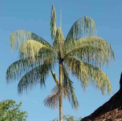 Tropical botanist at Kew Gardens, palm taxonomist, gardener, wannabe baritone & beleagured father of three