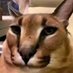 Porferio (@porferiost) Twitter profile photo Porferio (@porferiost) Twitter profile photo