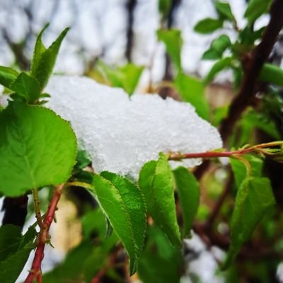 Chai31706310's profile picture. Saved by the blood of Christ.