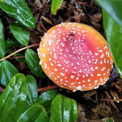 RitaDonn1's profile picture. Eigenzinnig, empathie voor de zwakkeren en de kwetsbaren in onze maatschappij
Boeken lezen houdt mijn geest open en mijn hart jong.
Respect voor mens en natuur.