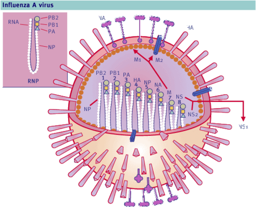 News about influenza.
Andy Zaayenga