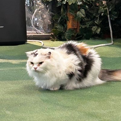 DjxXBfN3upgAybO's profile picture. ロボット相撲してます