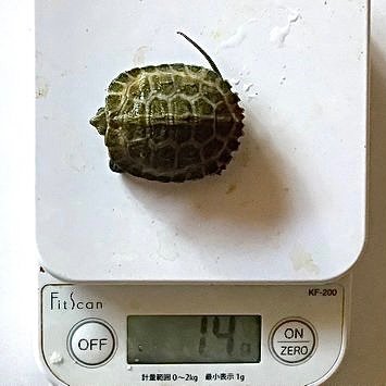 tilifiyal_ver02's profile picture. 91～02年、プラハのトルンカ・スタジオでアニメーター兼監督。リストラで帰国。03～07年、プラハのＡＴスタジオ所属。今は大分の実家に。監督作は以下でご覧になれます。チェコSF・ファンタジィ・ホラーの紹介サイトも始めました。https://t.co/NJYXhKfQsN