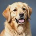 Dogs Planet 🌏🐕 (@thedogs_planet) Twitter profile photo Dogs Planet 🌏🐕 (@thedogs_planet) Twitter profile photo
