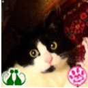 2009年08月 Twitter デビュー。 猫大好き! 皆さんの猫ちゃんとの楽しい暮らしを教えて‼ 基本、動物を愛する人、特に猫好き大歓迎! 生体販売反対 ブリーダー反対 動物虐待反対 毛皮反対 動物実験反対 殺処分反対 猫ちゃんの癒しのお陰で生きていけます。