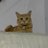 woodenmooon's profile image
