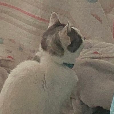 もいさんのプロフィール画像