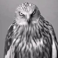 babahoz (@babahozazad) Twitter profile photo